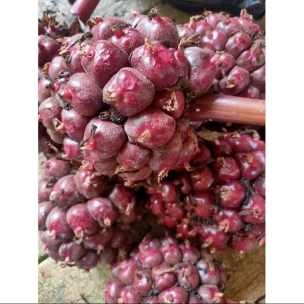 

Buah Honje Laka 1 kg Honje Hitam Segar Honje Merah Bahan Rujak/Jus