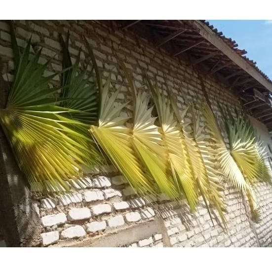 

Daun Lontar/ Siwalan/ Ental MUDA Basah