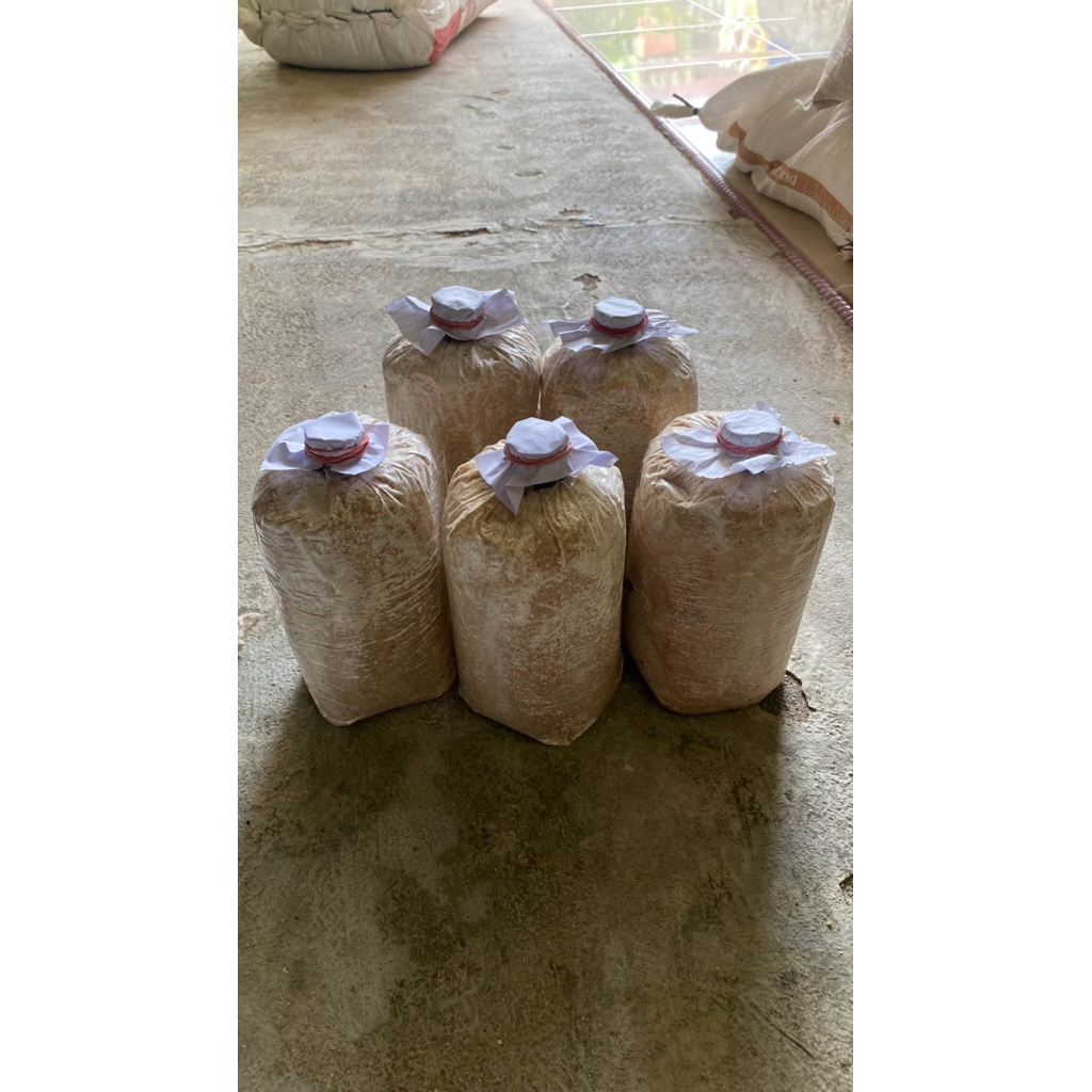 

Paket 5 Baglog Jamur Tiram Premium – Siap Tumbuh & Panen – Cocok untuk Usaha