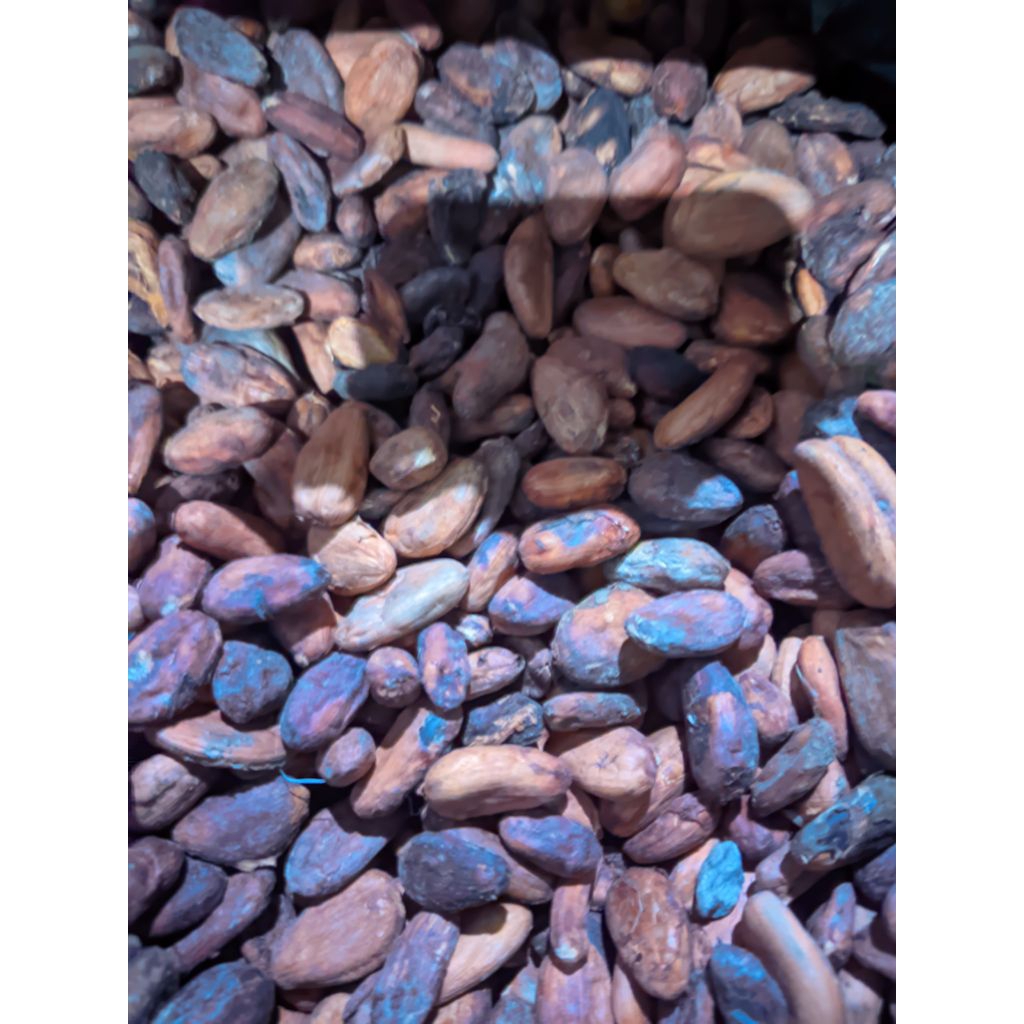 

BIJI COKLAT KERING 1 KG