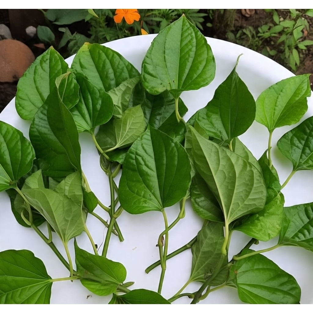 

DAUN SIRIH SEGAR 20 LEMBAR