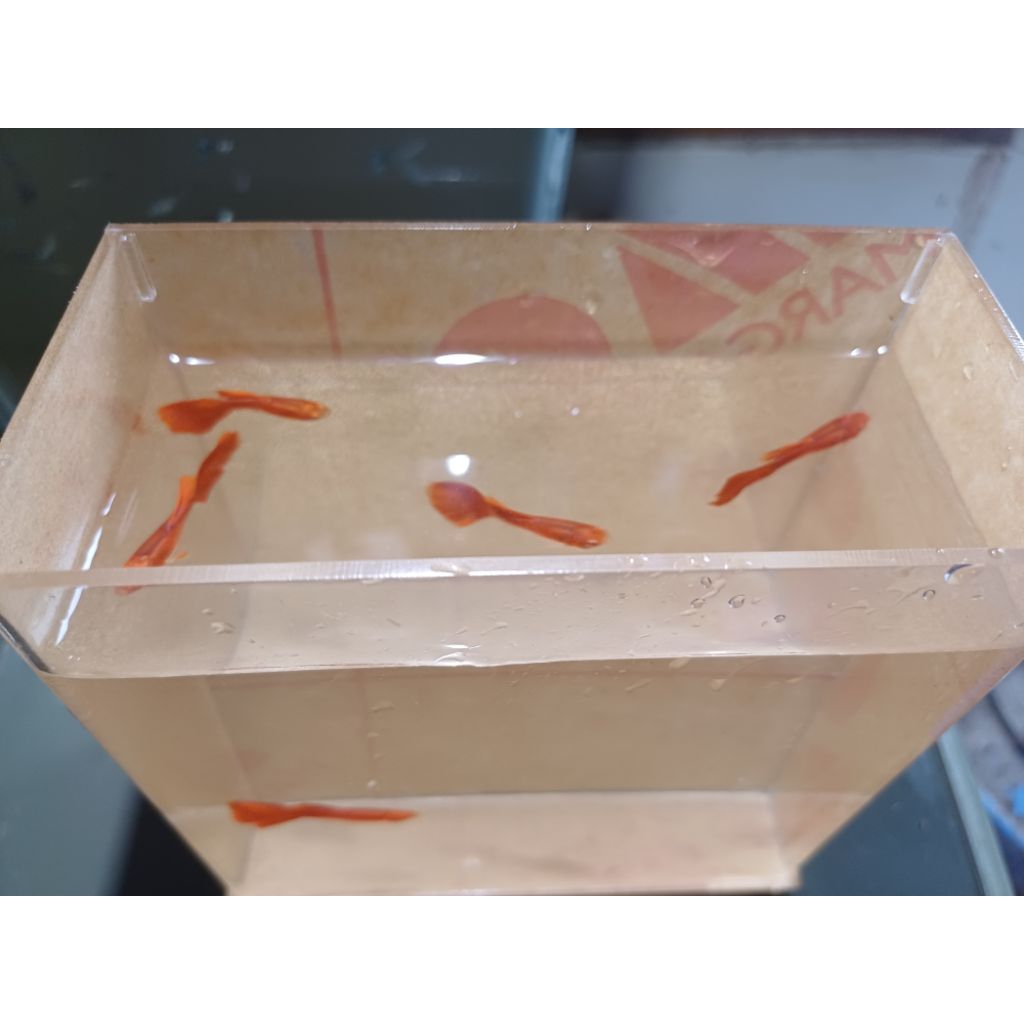Ikan Hias Guppy Full Red (AFR) Jantan, Betina, Pasangan