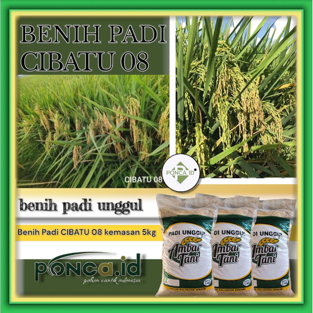 BENIH PADI CIBATU 08 KEMASAN 5KG