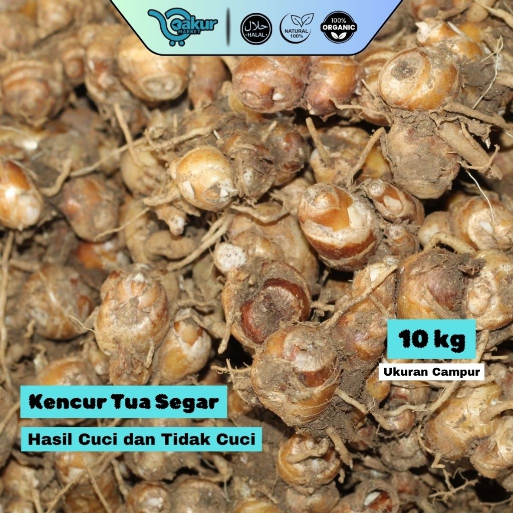 

[10 Kg] Kencur Segar 1kg Tua dan Wangi Langsung dari Petani Lokal Cianjur
