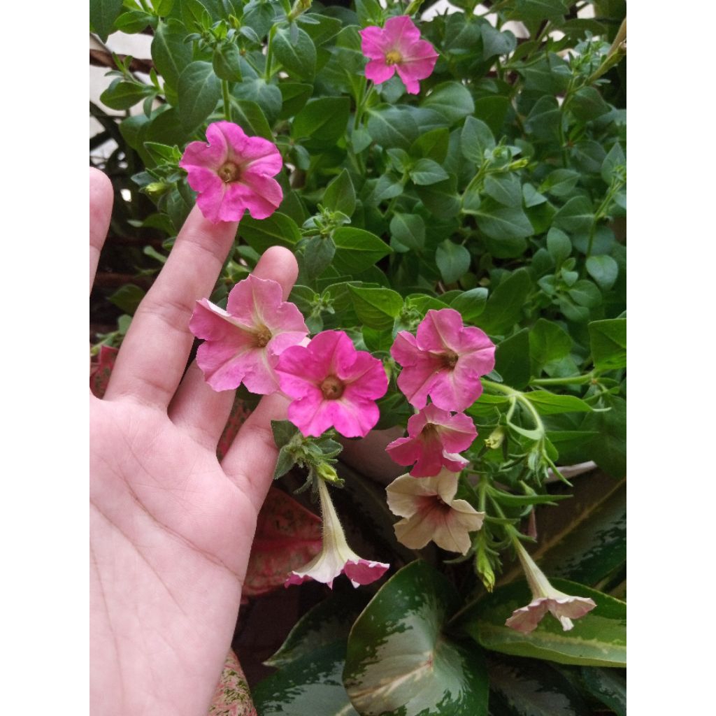 Benih Bunga Petunia Pink Fresh Seeds