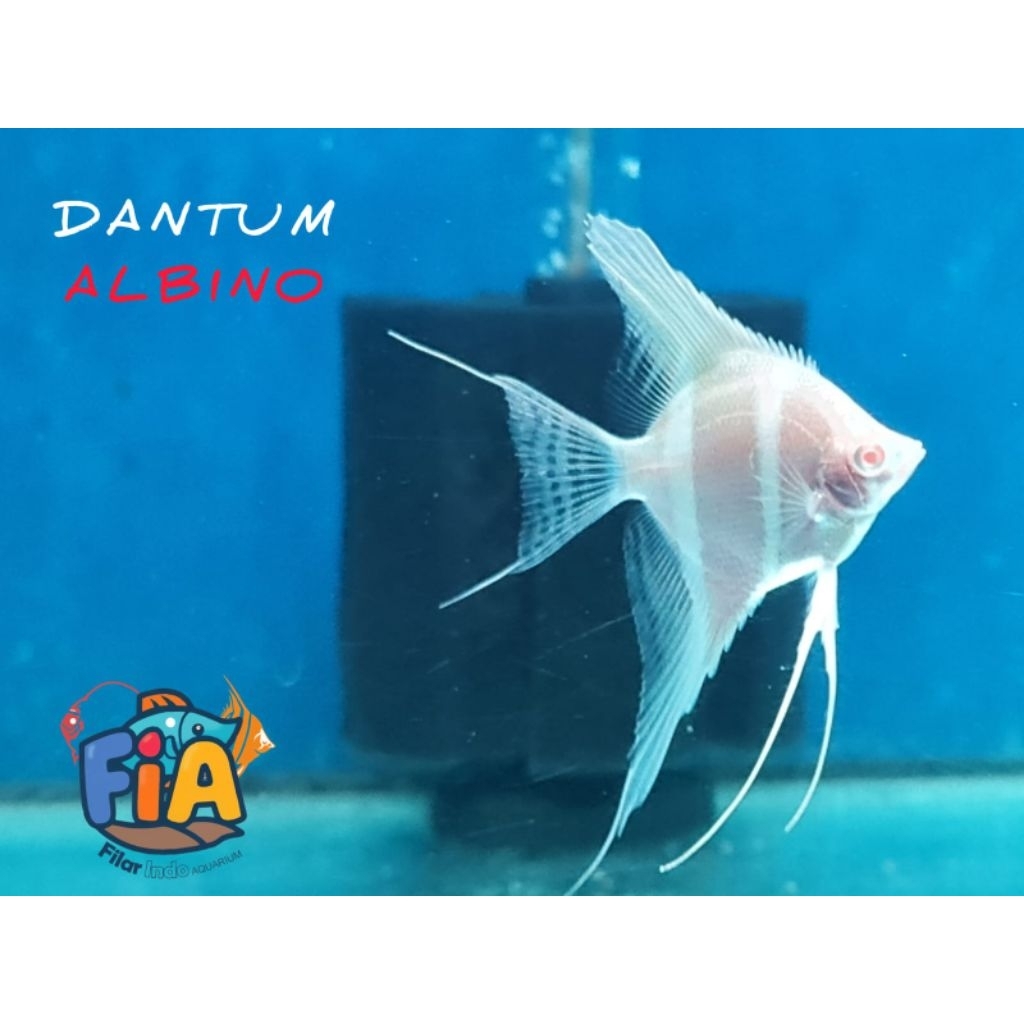 Dantum Albino Angelfish -  Manfish - Altum