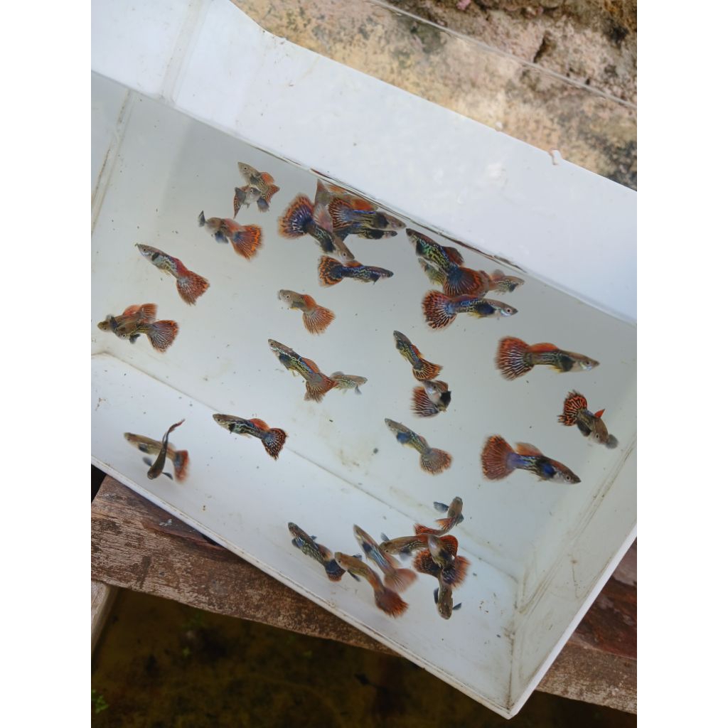 guppy red dragon big ear