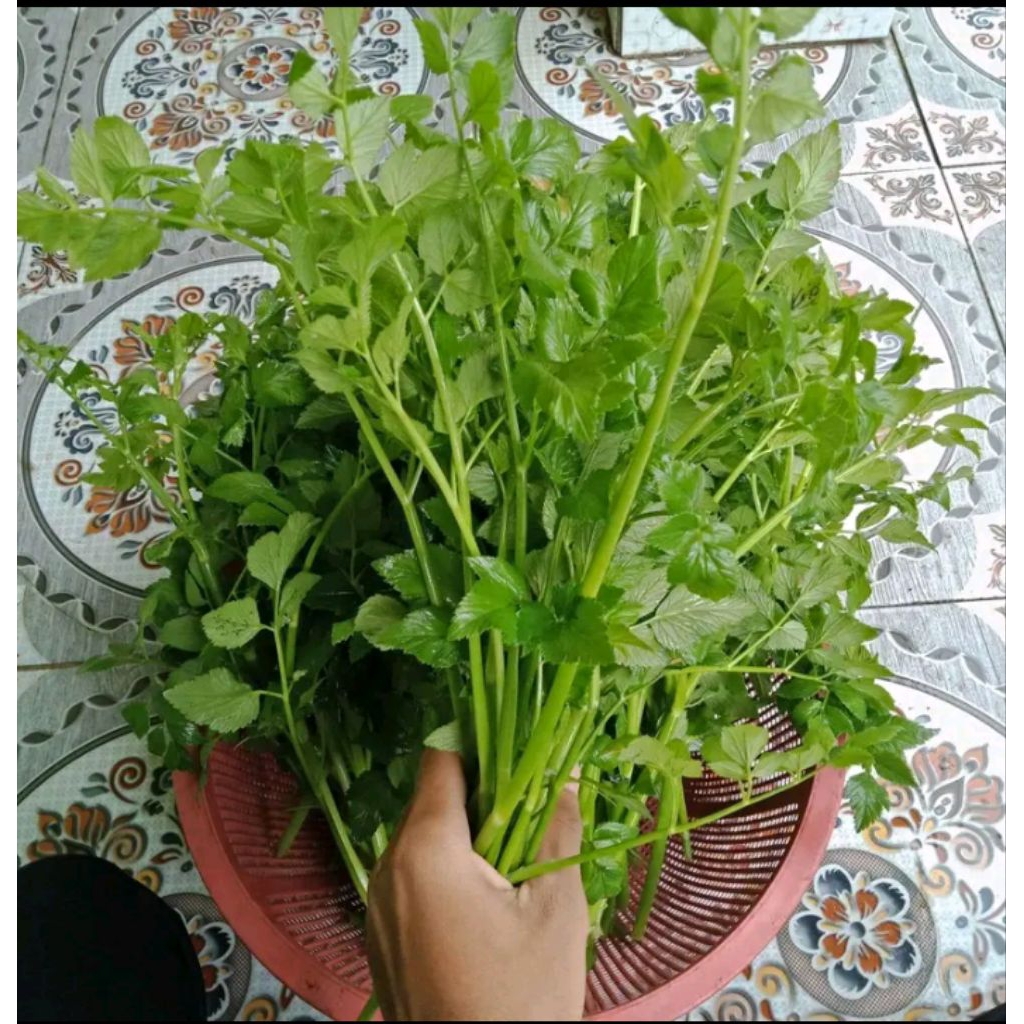 

sayur daun tespong untuk lalapan 250gr