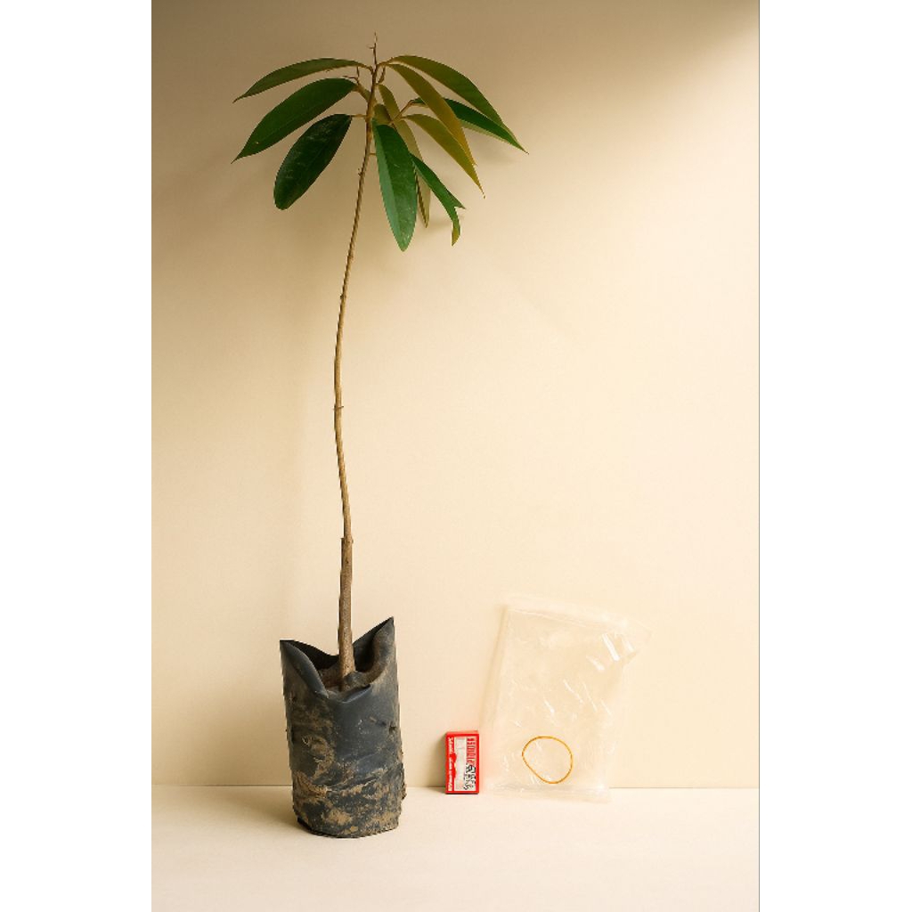 Bahan Okulasi Bibit | Mangga | Durian | Alpukat | Entres Pucuk Unggul