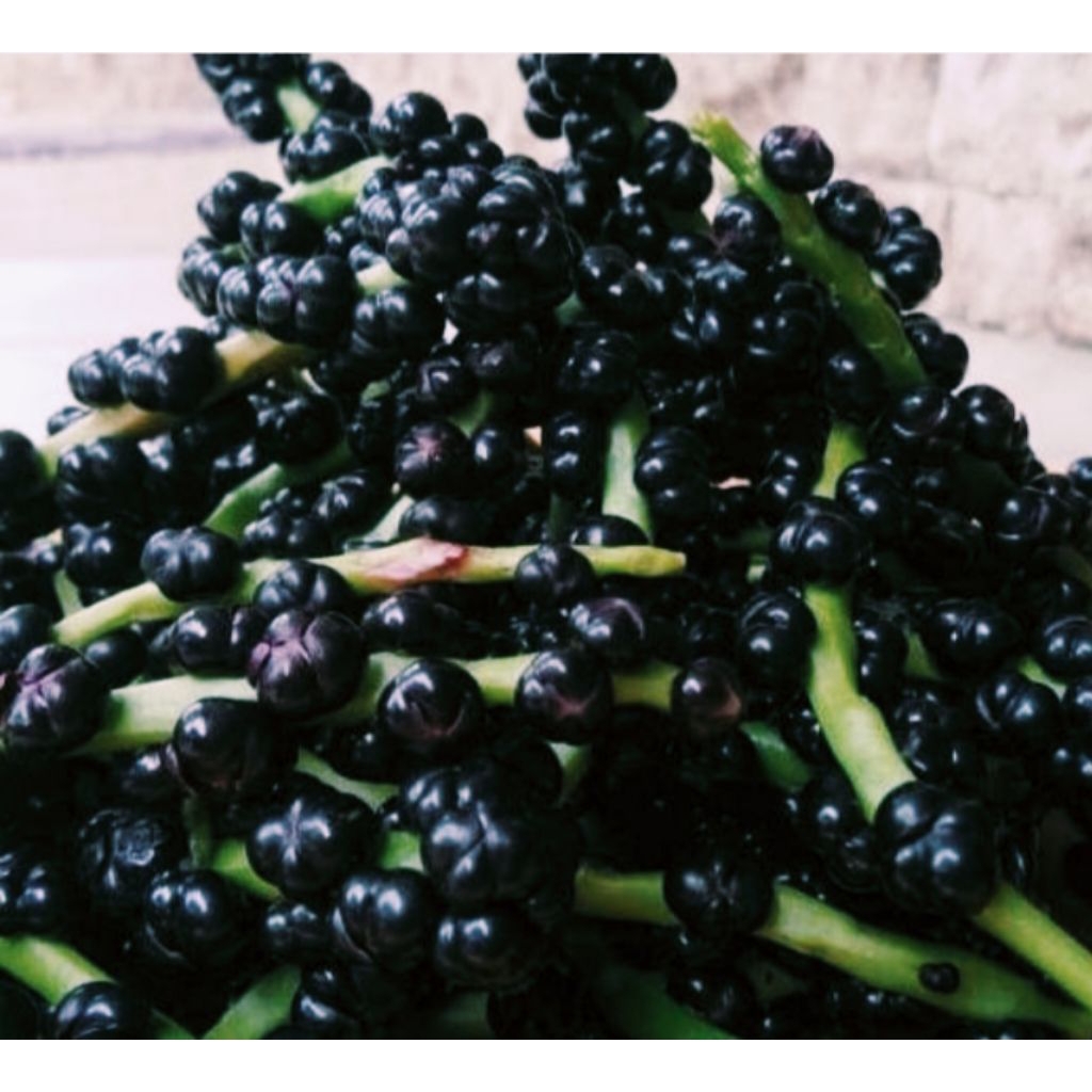 

Buah binahong merah/angkung per200 gram