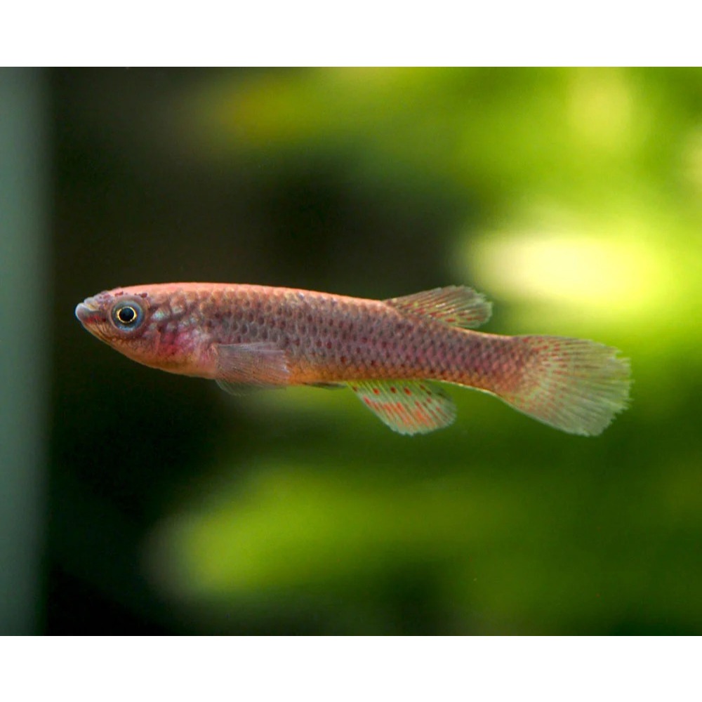 Ornamental Gardneri Killifish (Female)
