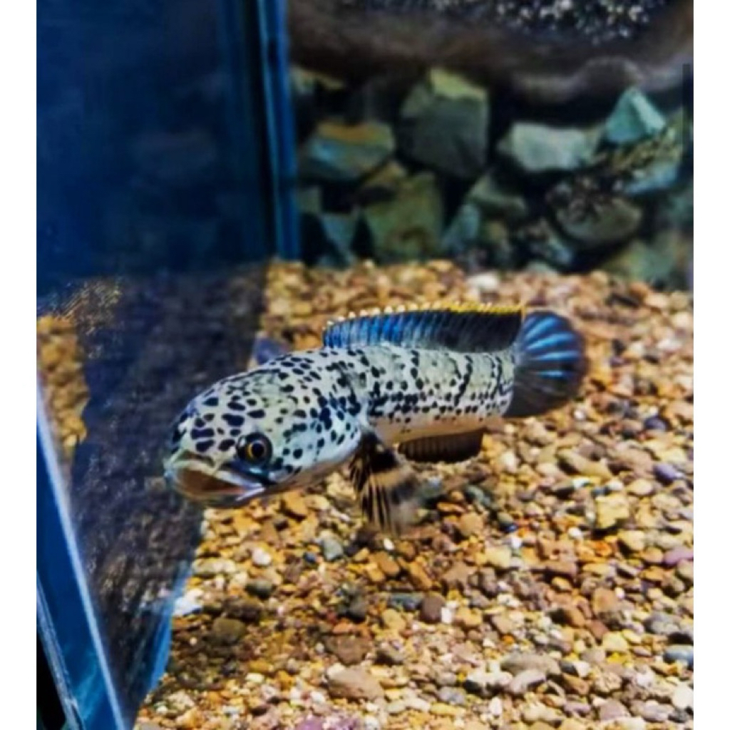 chana Limbata Granit