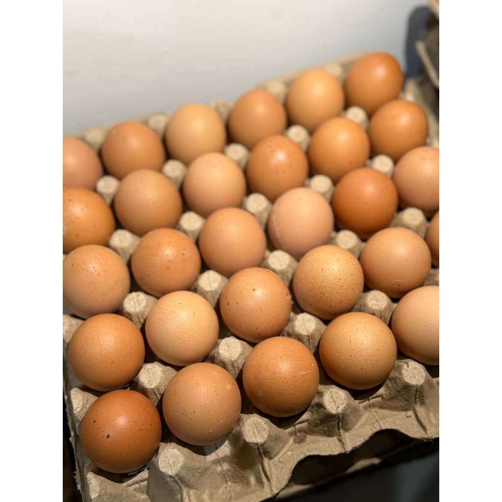 

Telur Eropa Terlaris & Fresh Ukuran “Medium Premium” (Grade AA = 2,0 - 2,1 kg) langsung dari Kandang Ayam