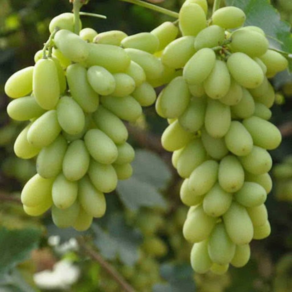 

Bibit Anggur Sugar Crispy