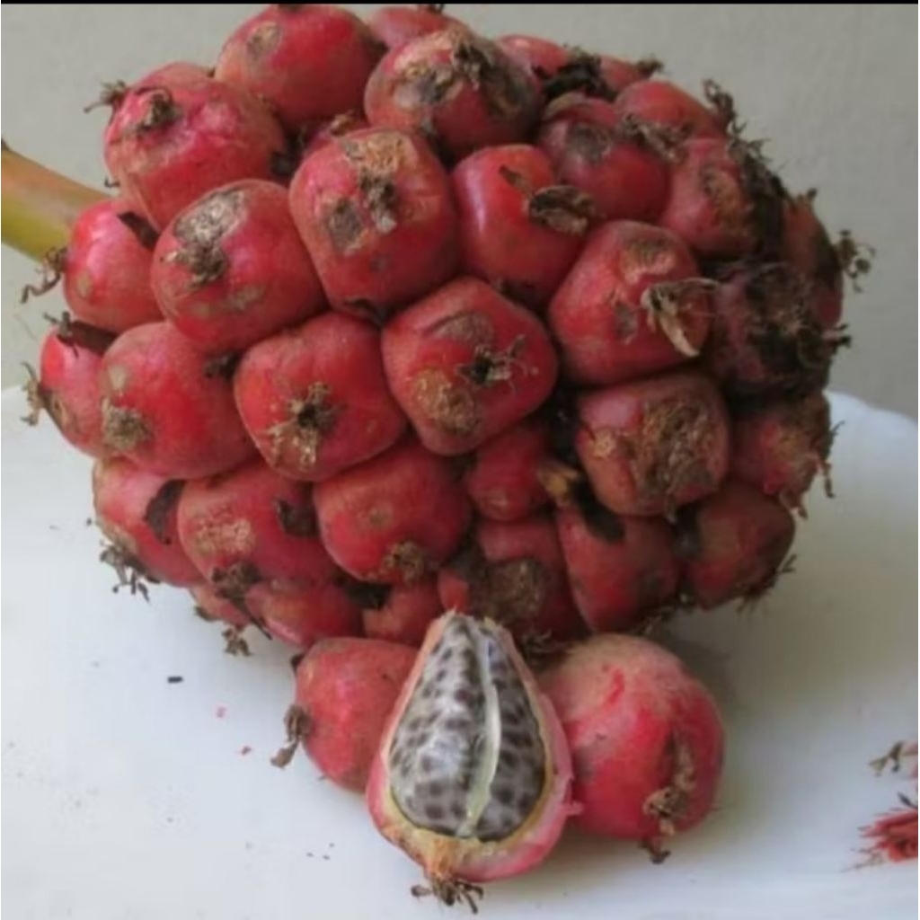 

BUAH HONJE BUAH KECOMBRANG 1KG SIIP DI OLAH JUSSS