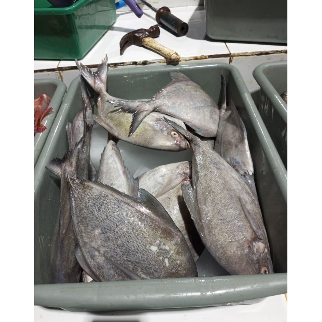 

IkanDorang(bawalhitam)