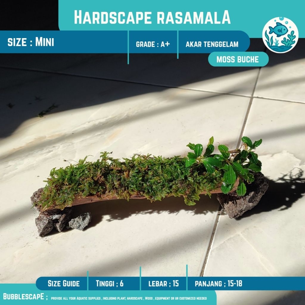 AKAR TENGGELAM MINI+Buchepalandra |Hardscspe |Ornamen Hiasan |Tanaman Aquatic |Akar Tenggelam |Aquas