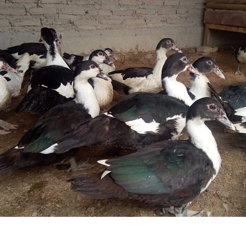 

Telur Fertil Entok LOKAL Untuk Ditetaskan dan Dikonsumsi - Entog/Mentok Fertil