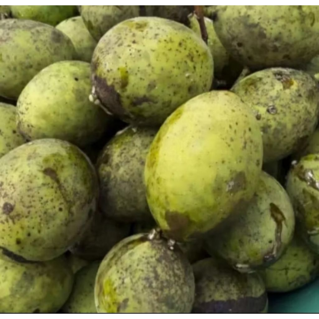 

buah limus segar - buah pakel segar buat rujak 1kg