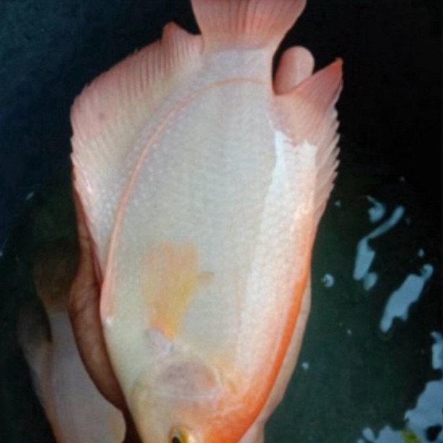 GURAME PADANG 5 jari Sehat berkwalitas / ikan hias unik