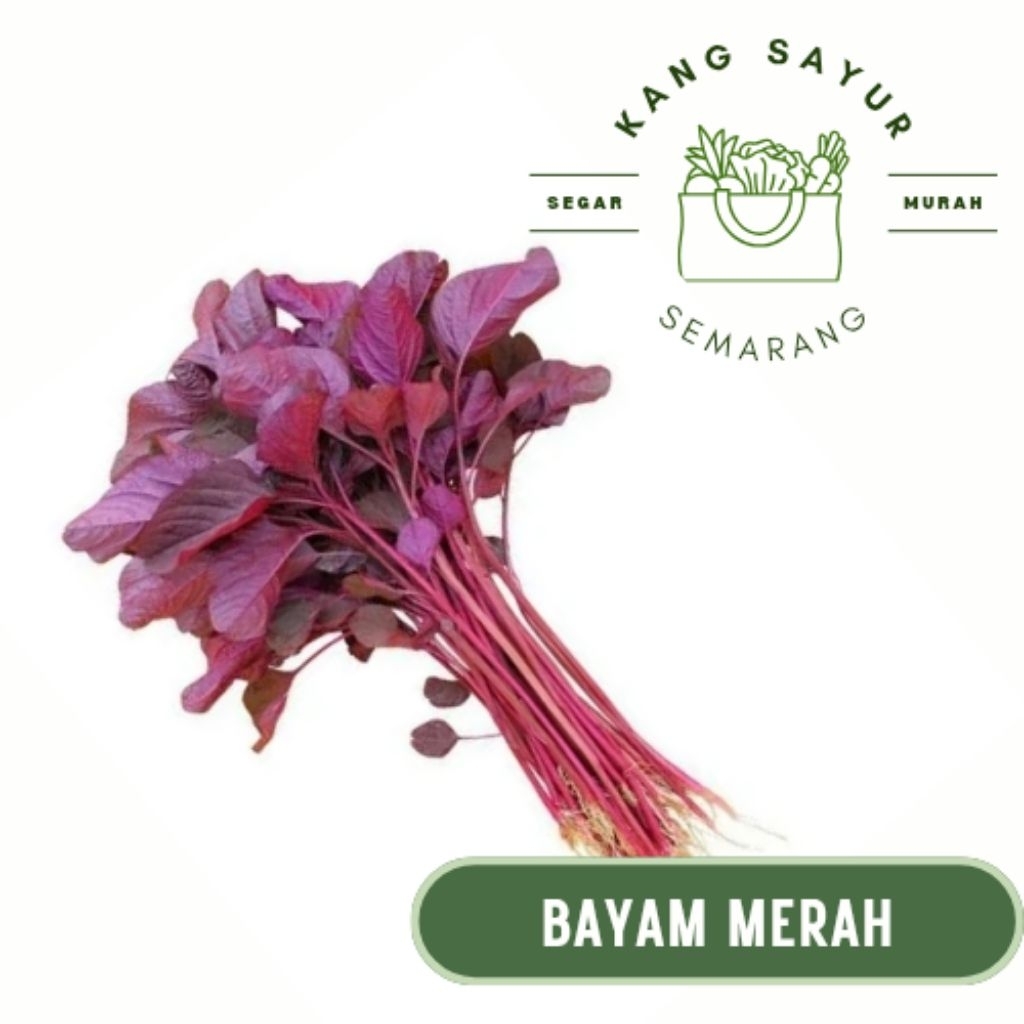 

Sayur Bayam Merah 1 ikat - Sayur Segar Online Semarang