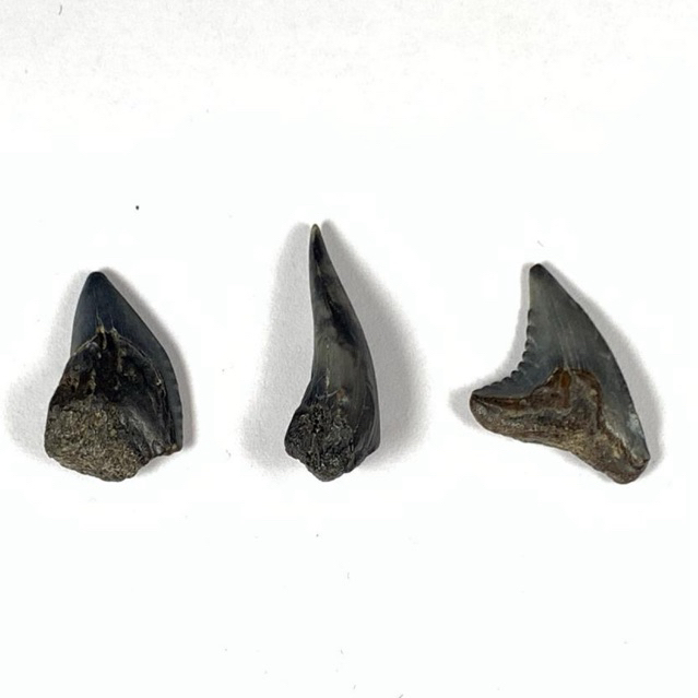 Gigi Hiu fosil batu - Fosil Gigi Hiu - Shark Tooth