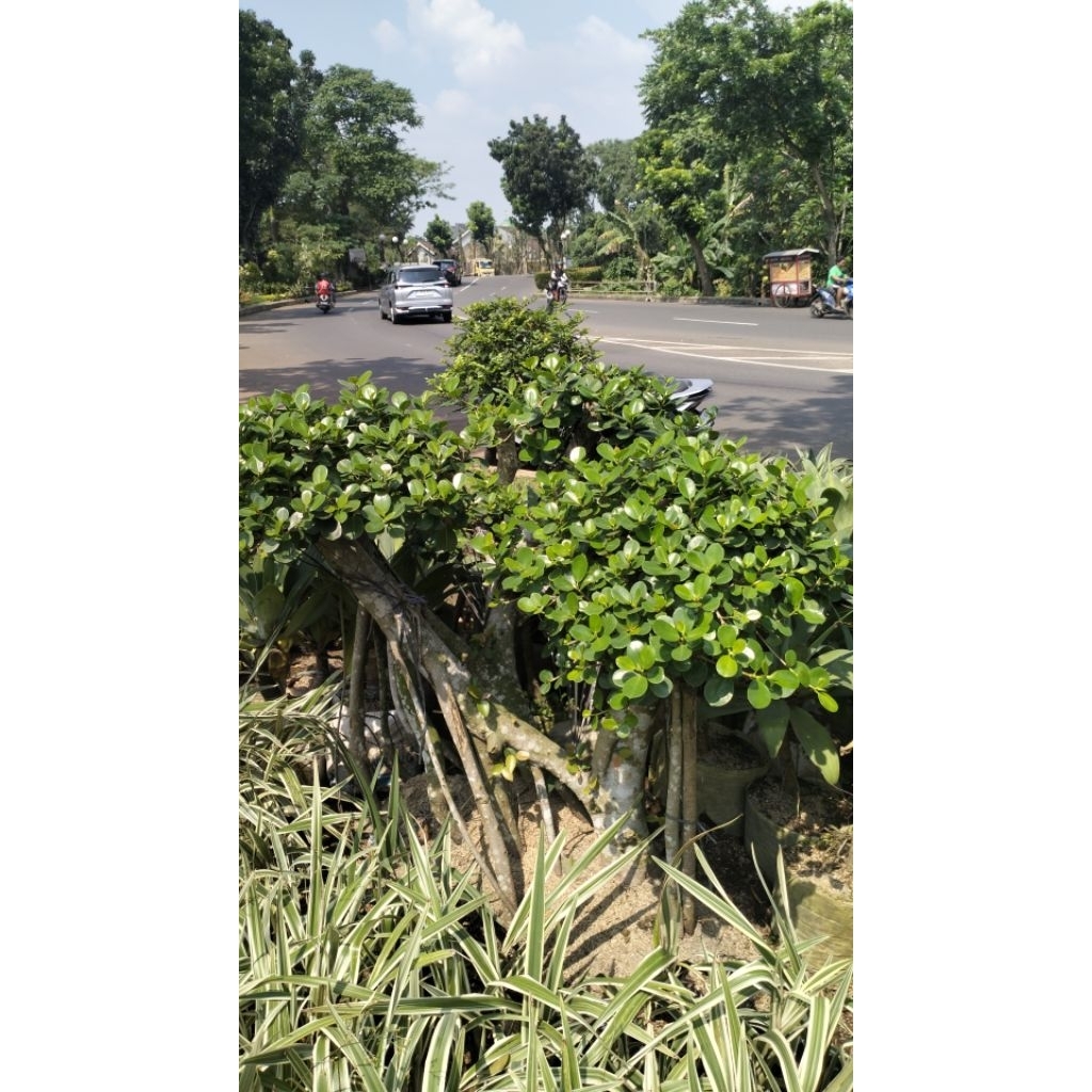 bonsai dolar korea asli import di kios