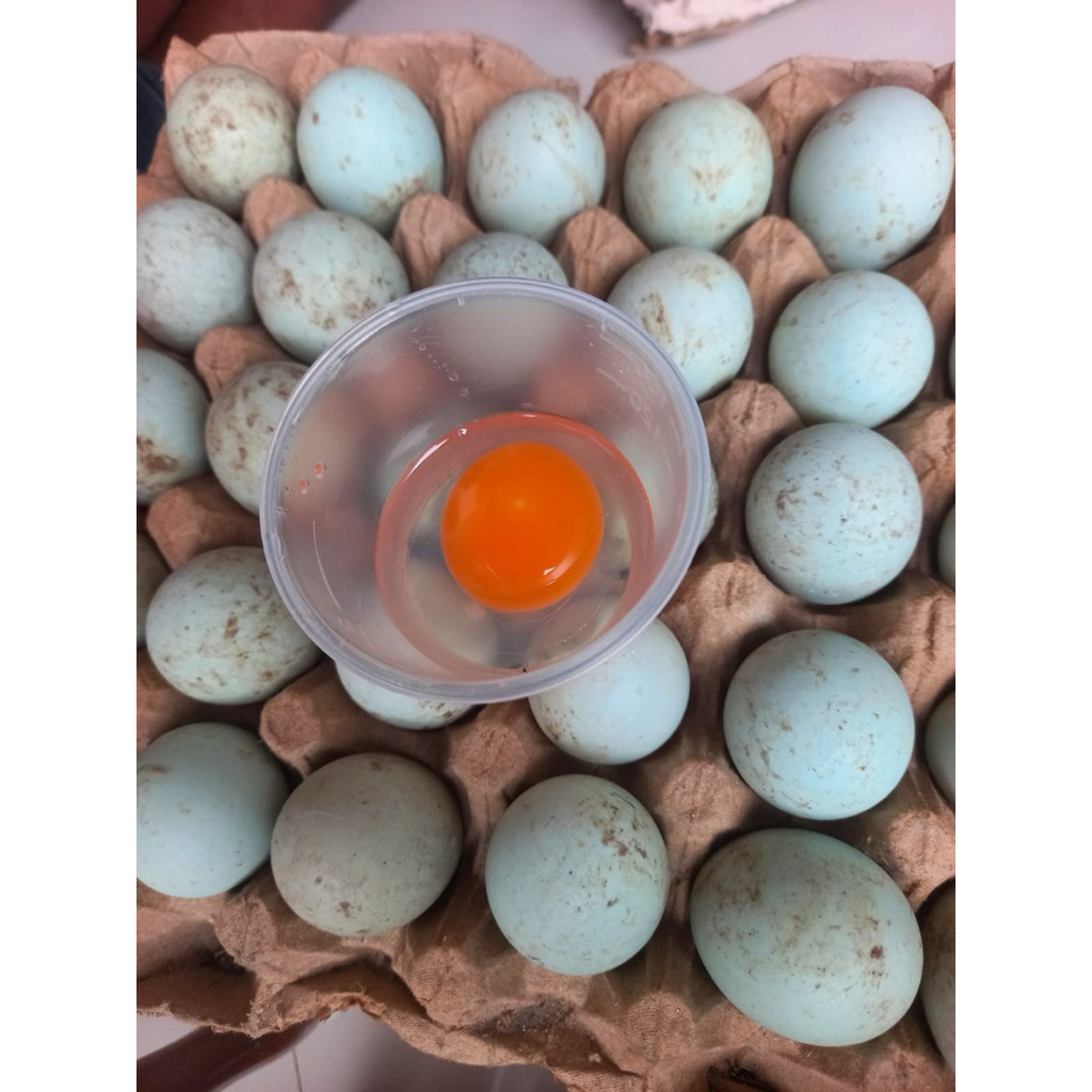 

telor bebek 1butir