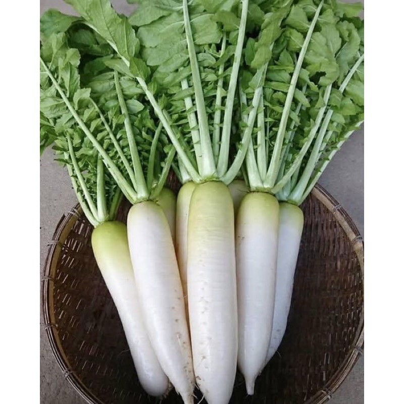 LOBAK PUTIH HIBRIDA SUPER F1 LOBAK PUTIH SUPER 1 BIJI BENIH SAYURAN LOBAK SUPER F1 BERKUALITAS