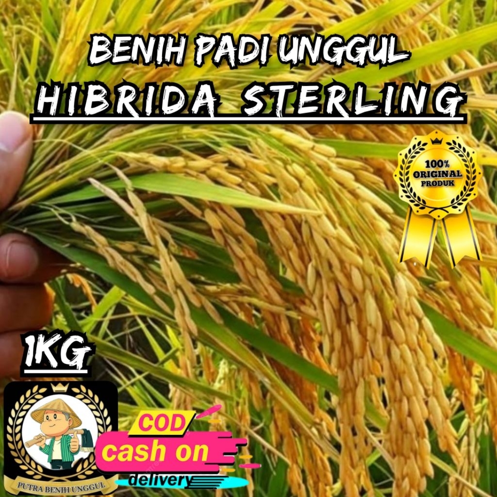 (1KG) benih padi HIBRIDA STERLING bibit padi unggul kualitas premium