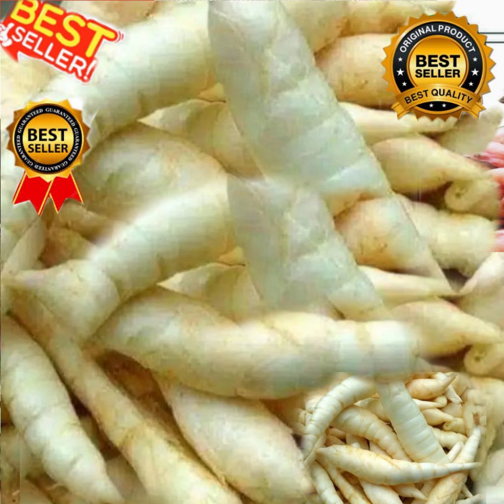 

Umbi Garut Segar Fresh 1 Kg Kaya Nutrisi Pres