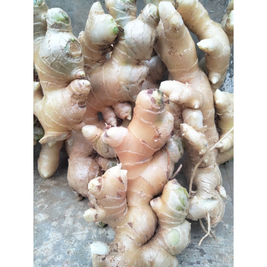 

JAHE GAJAH ASLI FRES 1 kg.