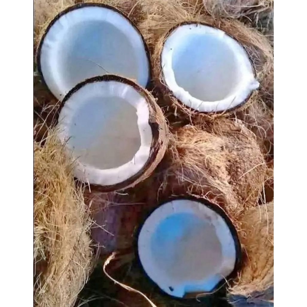 

Kelapa Tua