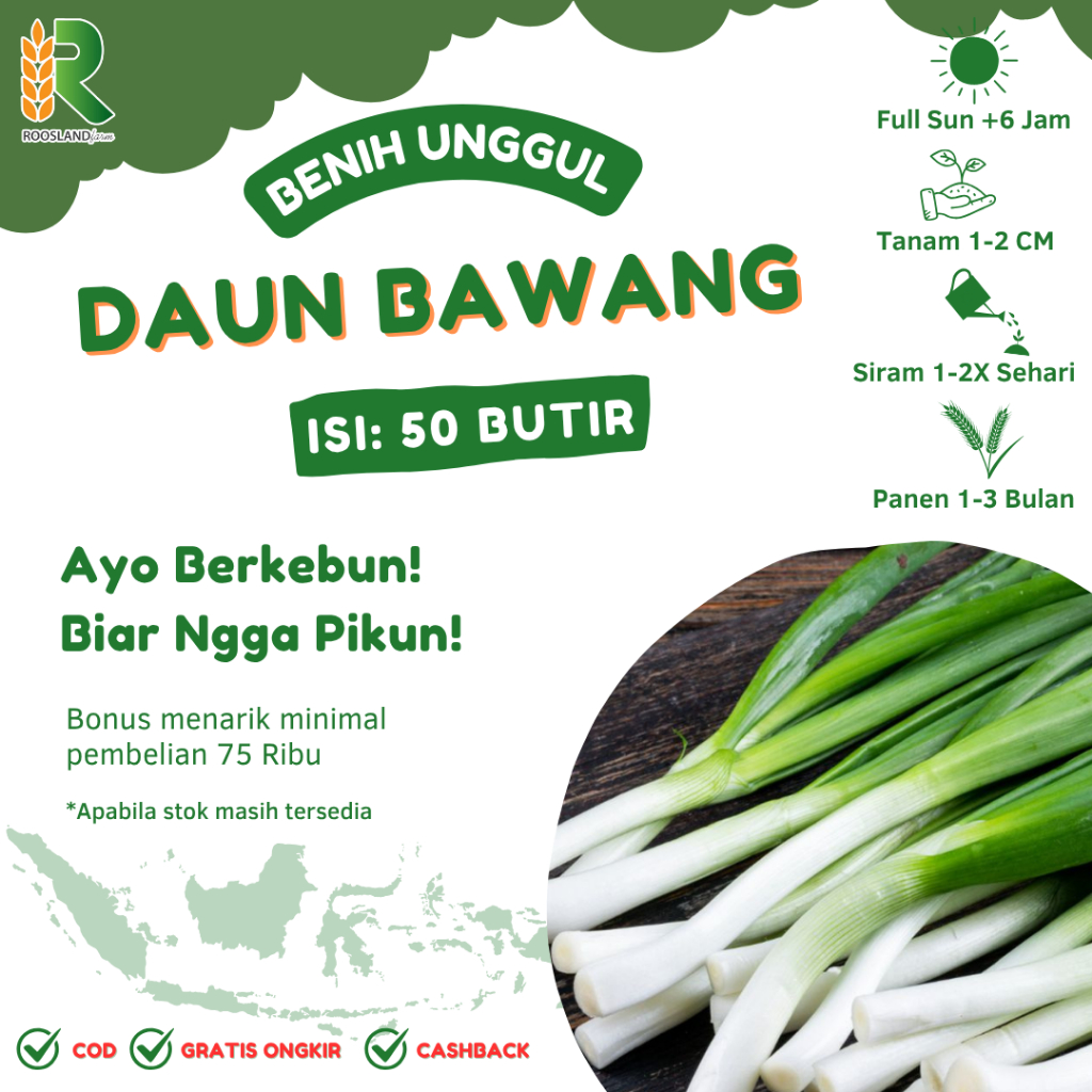 (50 BUTIR) BIJI BENIH DAUN BAWANG PREI TOKITA KUALITAS UNGGUL TERMURAH