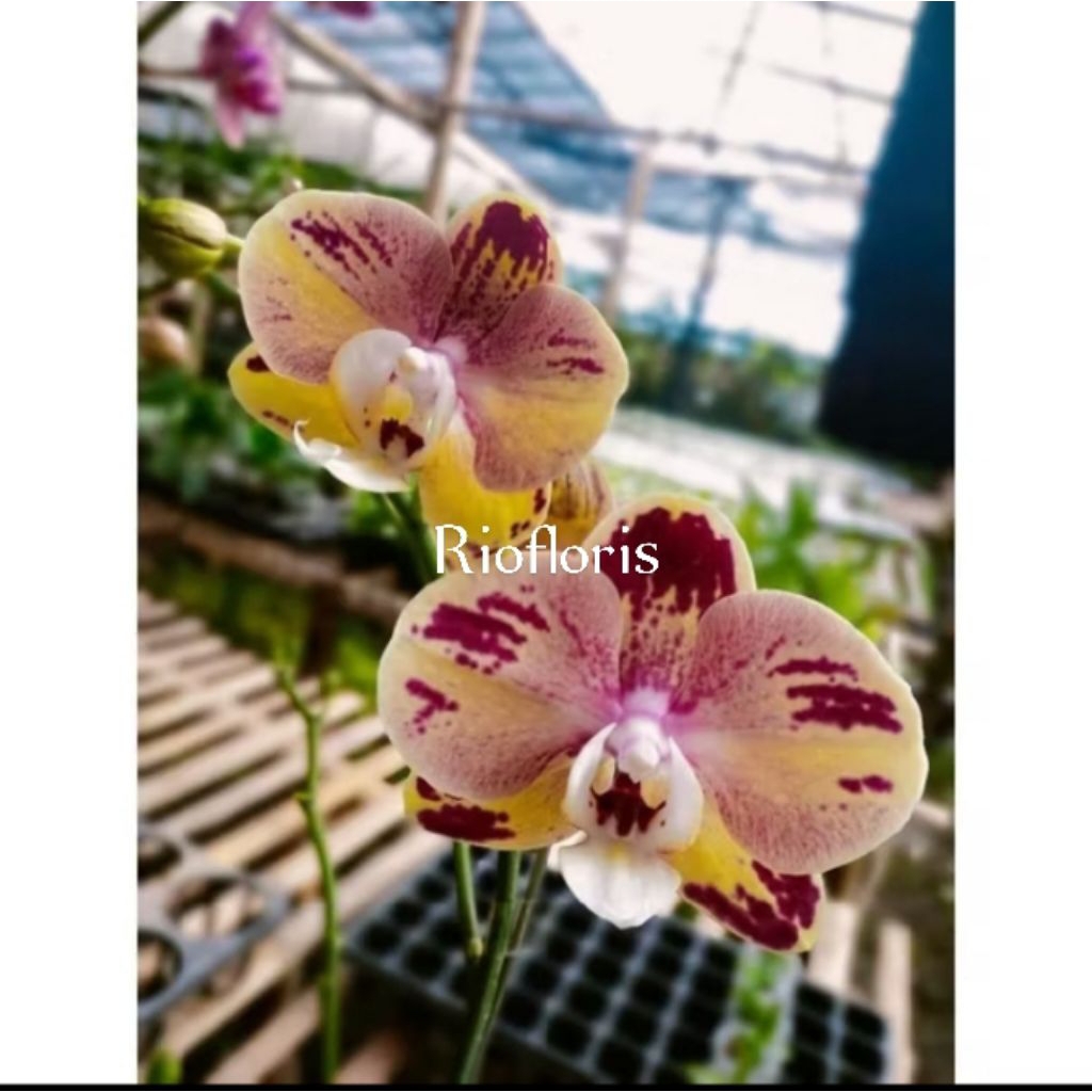 anggrek bulan kuning sembur merah dewasa spike