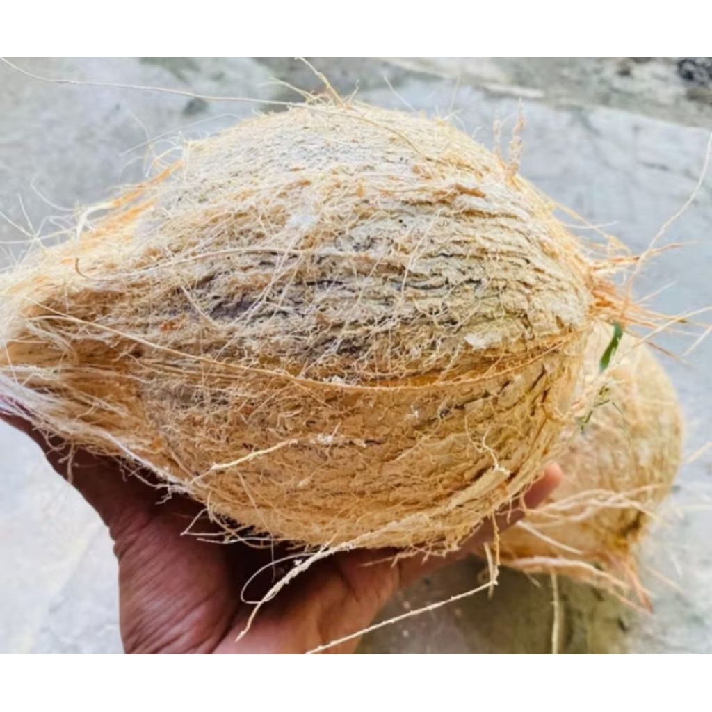 

KELAPA TUA/BAHAN SANTAN MURNI/BAHAN MINYAK KELAPA(PERGANDENG)