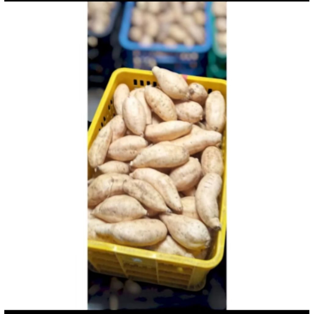 

ubi cilumbu madu mentahan fresh 1kg 2kg