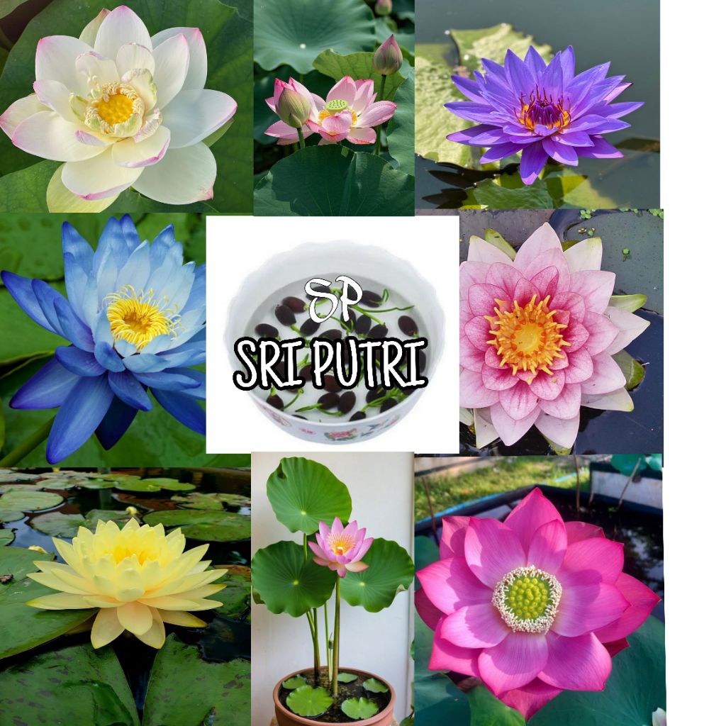 Biji Benih Teratai Lotus Mini/Biji Teratai Lotus/Biji Teratai Isi 100 Butir /Bunga Teratai Lotus Can