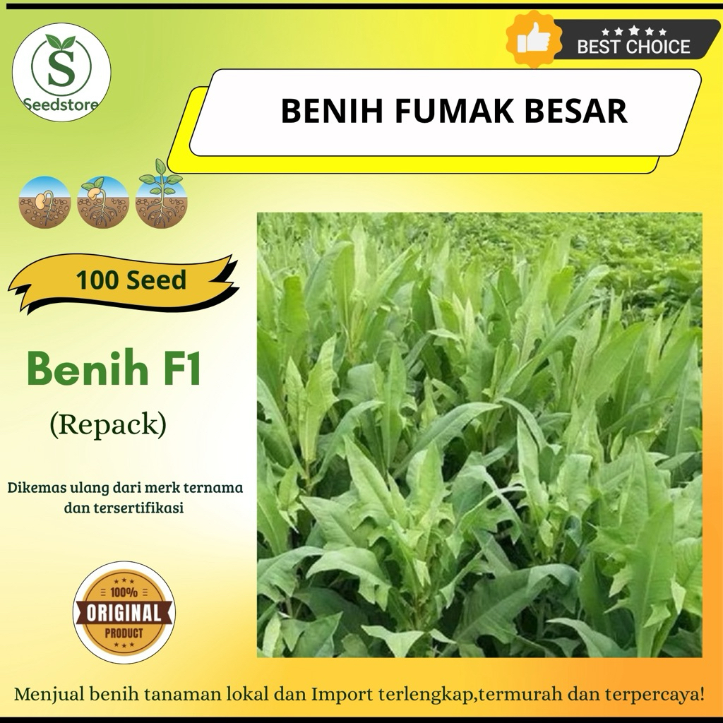 100 Biji Benih fumak daun besar