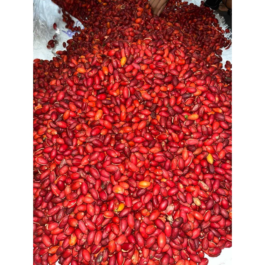 

1kg kulit melinjo full merah matang di pohon super empuk