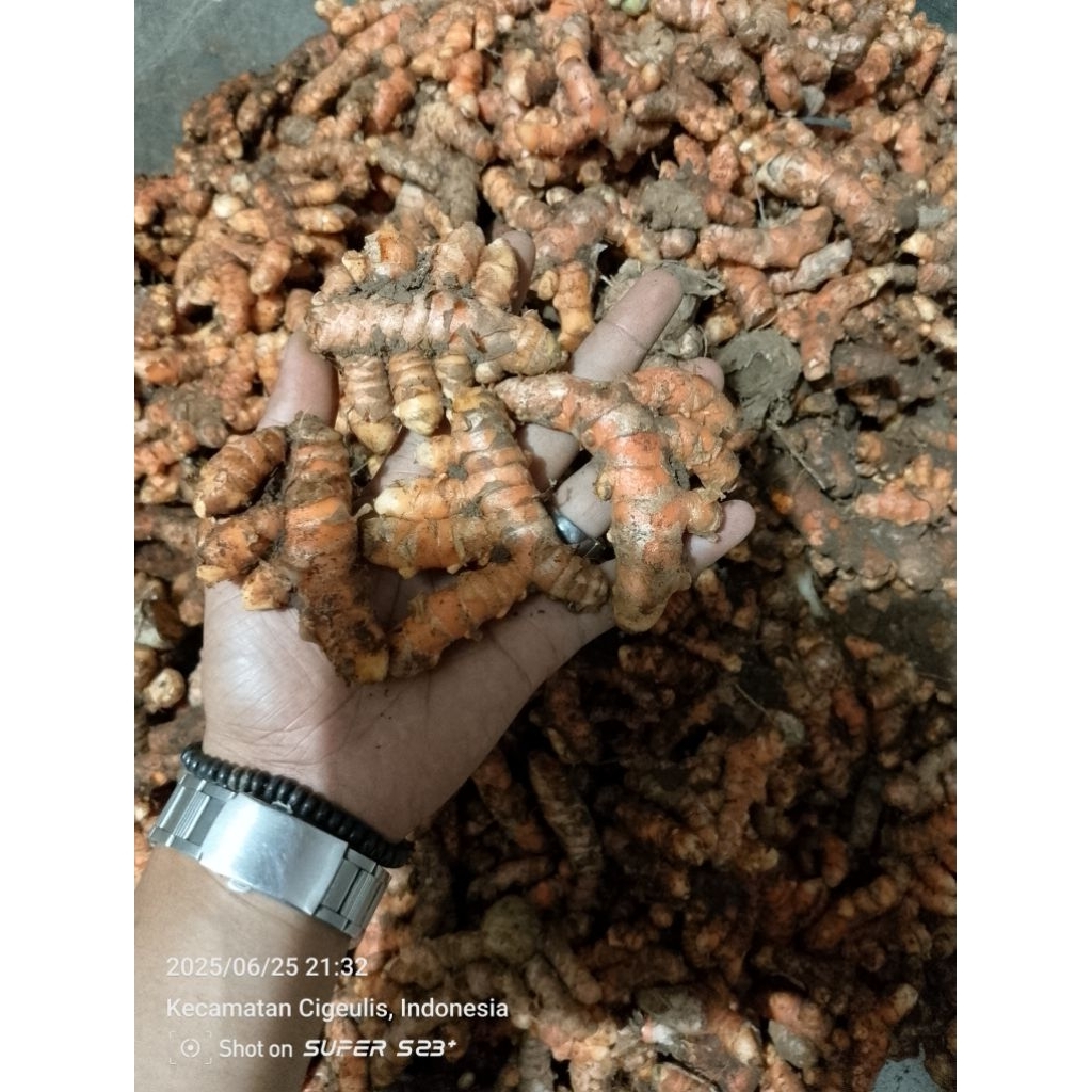 

KUNYIT SEGAR KEMASAN 1KG