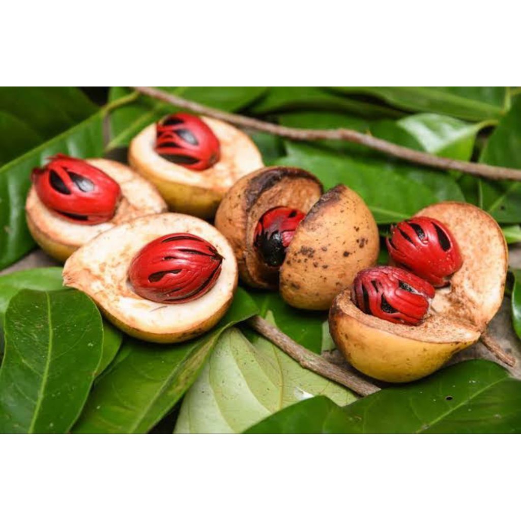 

BUAH PALA SEGAR DIPETIK DARI POHON LANGSUNG 1kg