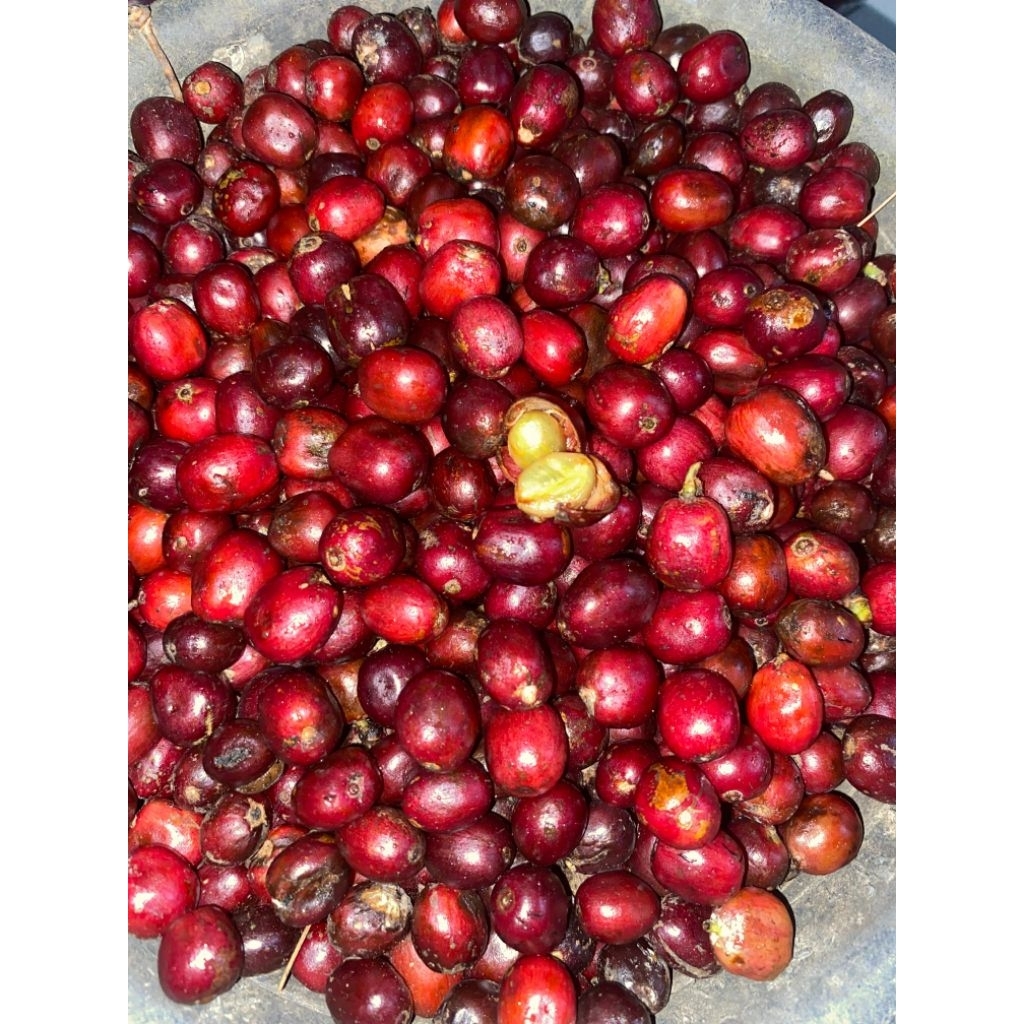 

Kopi robusta/green bean kopi pilihan gunung majapahit 500gr