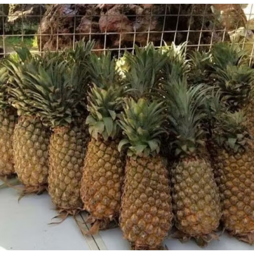 

Buah Nanas Palembang 1pcs