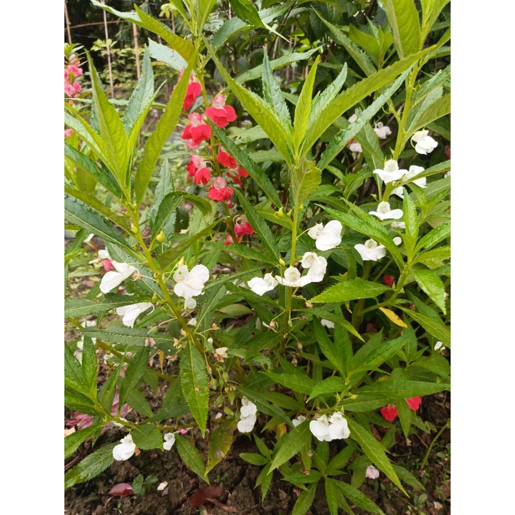 Bunga pacar air selapis