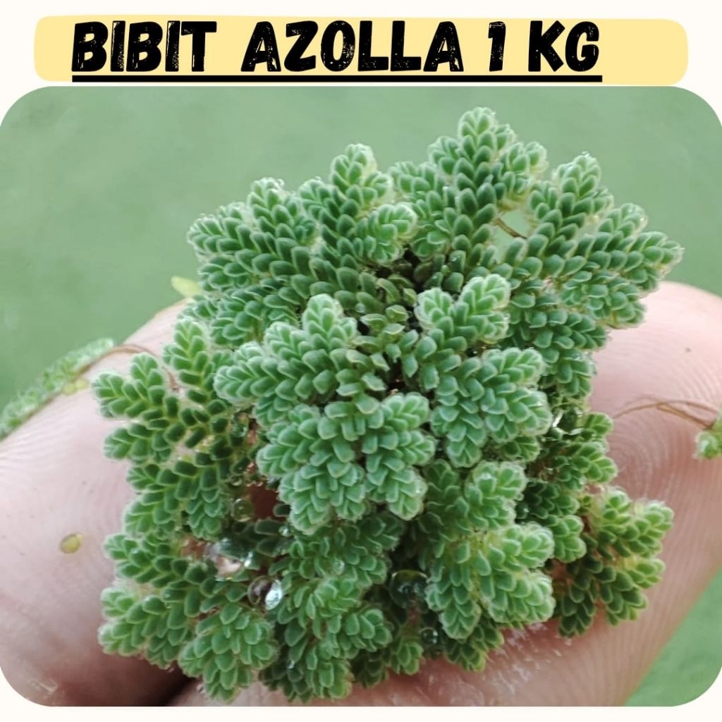 bibit azolla 1 kg / azolla microphylla