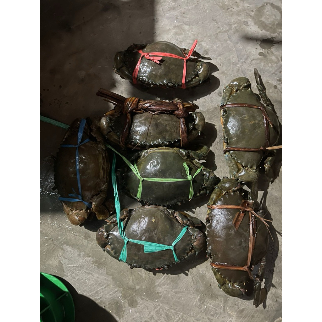 

KEPITING TELUR / KEPITING BAKAU HIDUP /KEPITING 1KG