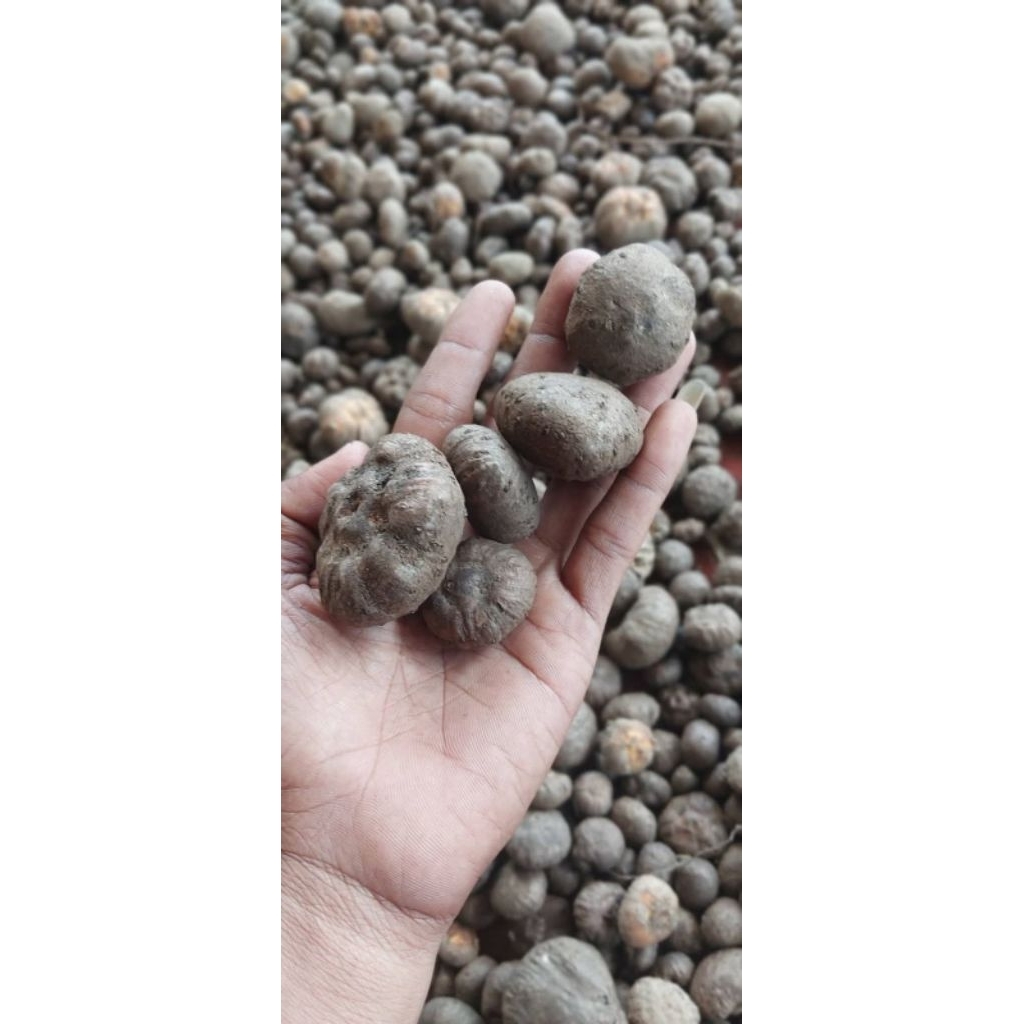 PROMO... bibit porang katak mini1kg isi 500 bibit