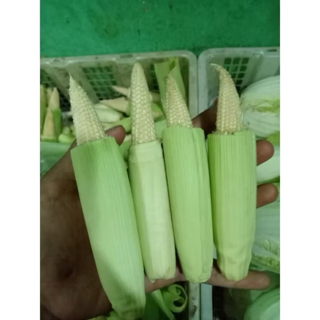 

Jagung Putren / Jagung Muda 250 gram