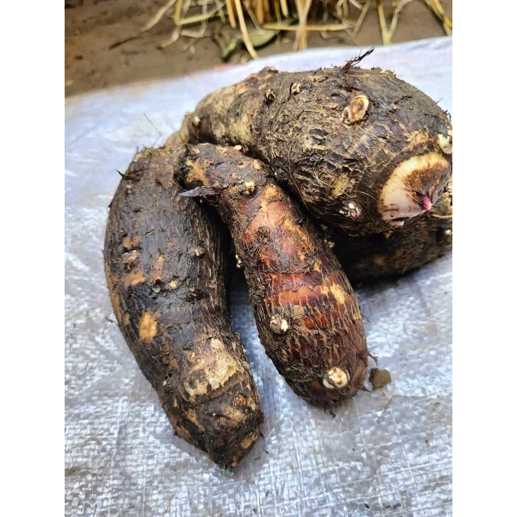 

talas kimpul pulen unggul hasil petani 1 kg